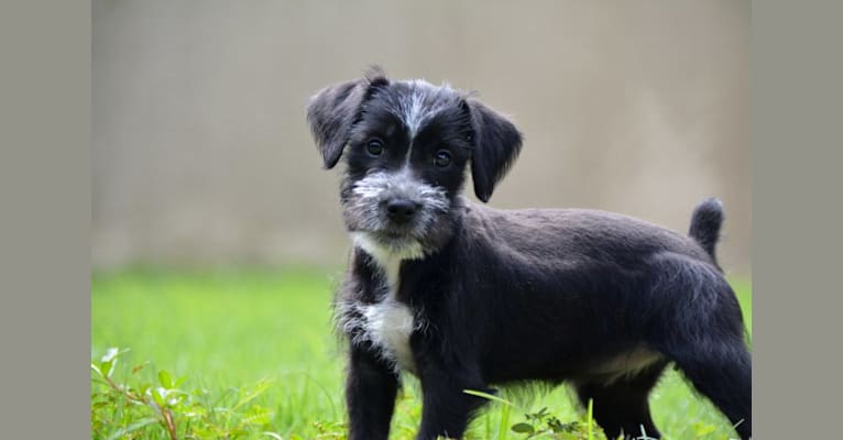 GRECIA, a Miniature Schnauzer and German Shepherd Dog mix tested with EmbarkVet.com