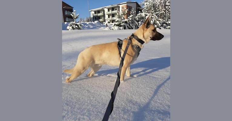 Photo of Unikko, an American Pit Bull Terrier, German Shepherd Dog, American Staffordshire Terrier, Siberian Husky, and Mixed mix in Hyvinkää, Suomi