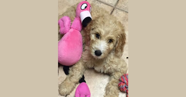 Maggie Mae, a Goldendoodle tested with EmbarkVet.com