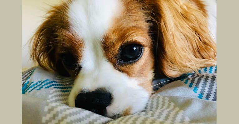 Remi, a Cavalier King Charles Spaniel tested with EmbarkVet.com