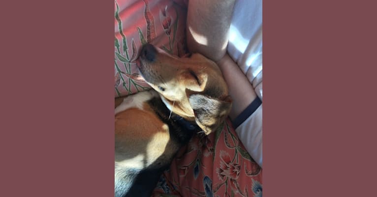 Mattie, a Foxhound and Rat Terrier mix tested with EmbarkVet.com