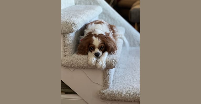 Lily, a Cavalier King Charles Spaniel tested with EmbarkVet.com