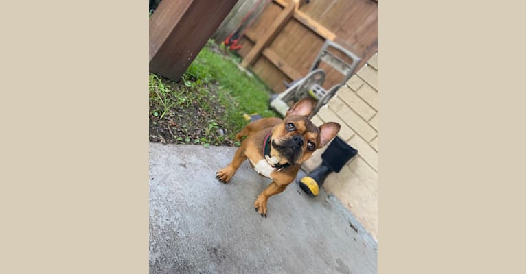 Tchoup, a French Bulldog tested with EmbarkVet.com