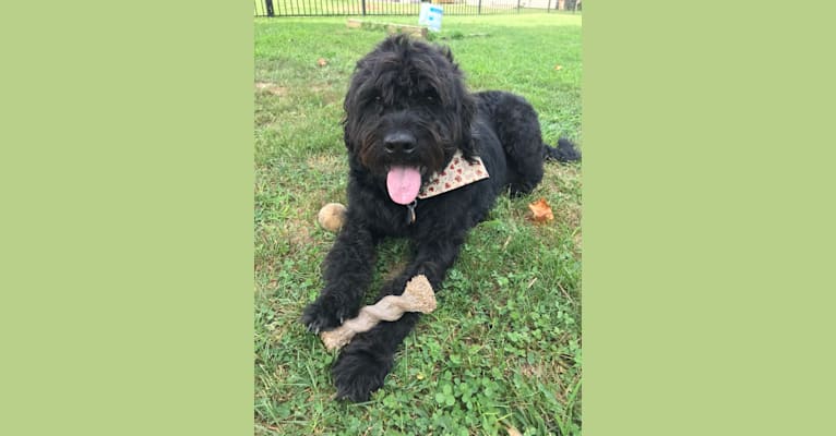 Beau, a Lagotto Romagnolo and Rottweiler mix tested with EmbarkVet.com