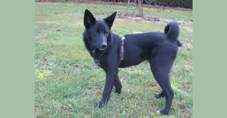 Strolch, a Canaan Dog tested with EmbarkVet.com