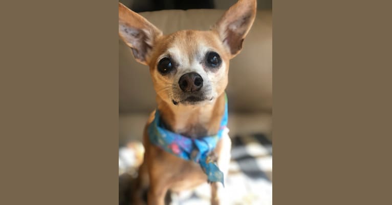 Earl, a Chihuahua tested with EmbarkVet.com