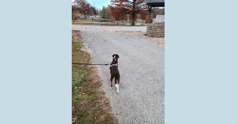 Photo of Hershey, a Chihuahua, Boxer, Dachshund, and Mixed mix in Fredericktown, MO, USA