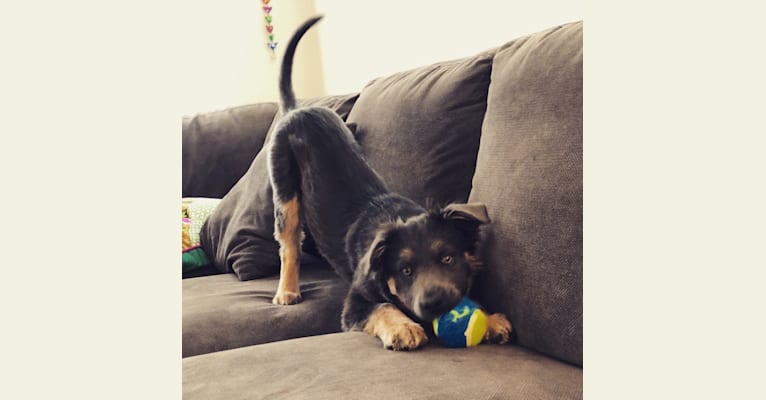 Embark Dog Dna Test Breed We also understand that meïsei translates roughly as 'celebrity' in japanese. embark dog dna test breed