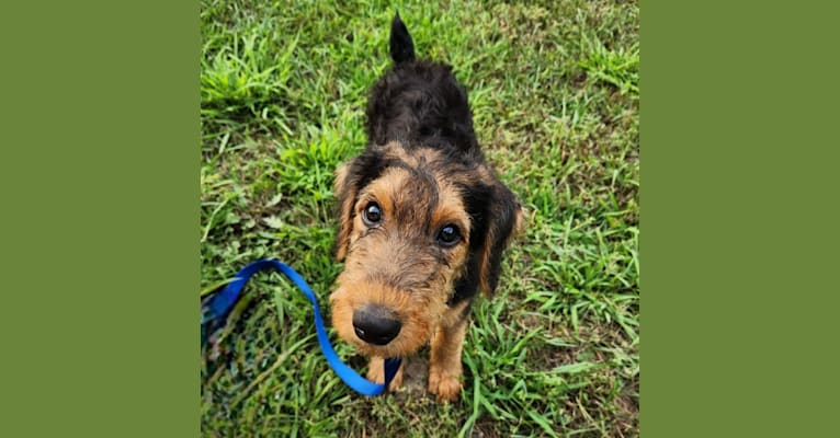 Louie, an Airedale Terrier tested with EmbarkVet.com