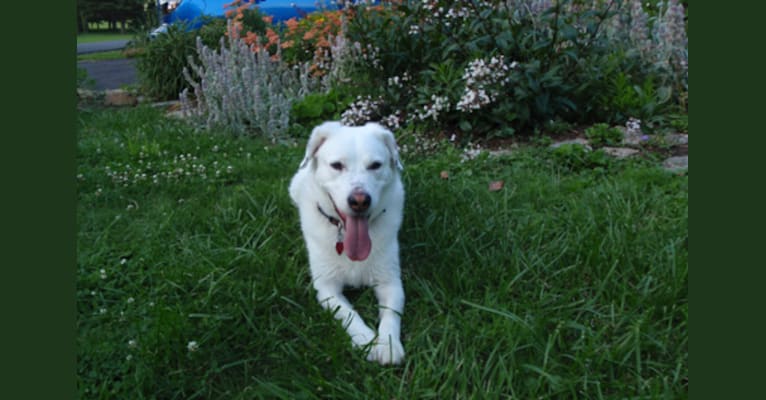 Lucky, a Beagle and German Shepherd Dog mix tested with EmbarkVet.com