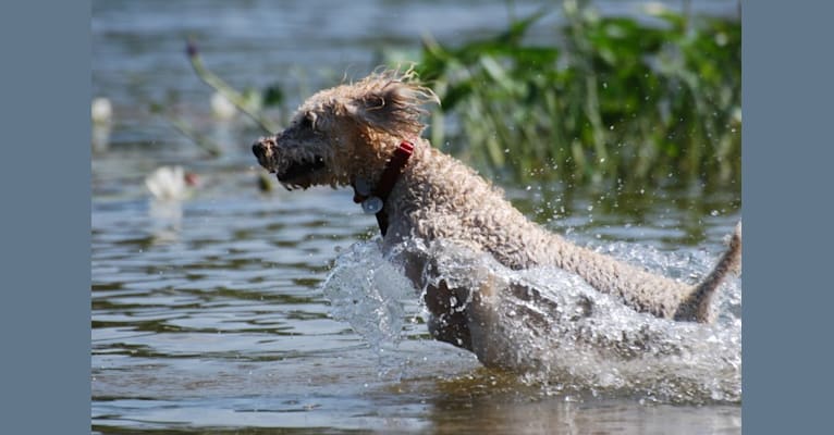 Fig, a Soft Coated Wheaten Terrier and Miniature Schnauzer mix tested with EmbarkVet.com