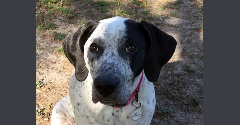 Lucy, an American Pit Bull Terrier and Bluetick Coonhound mix tested with EmbarkVet.com