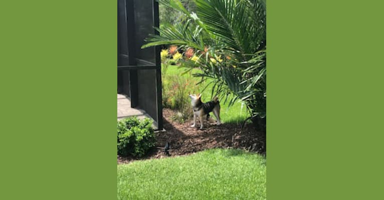 Photo of Milo, a Shiba Inu  in St. Augustine, Florida, USA