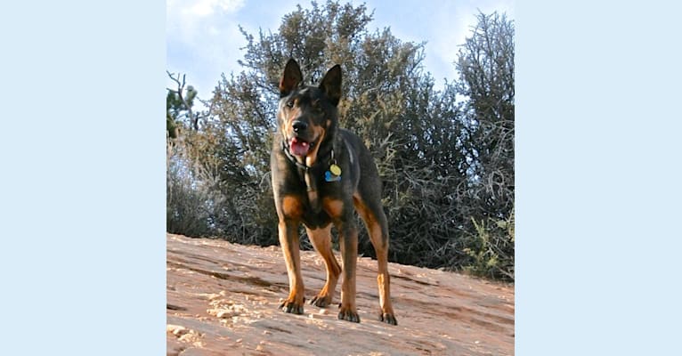 Tigger, an Australian Cattle Dog and Chinese Shar-Pei mix tested with EmbarkVet.com