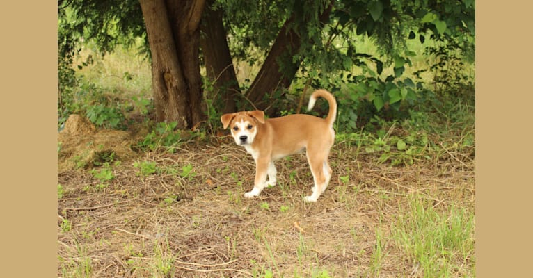 Joe, a Carolina Dog tested with EmbarkVet.com