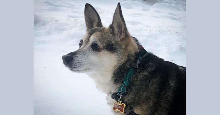 Midge, a Chihuahua and Australian Shepherd mix tested with EmbarkVet.com