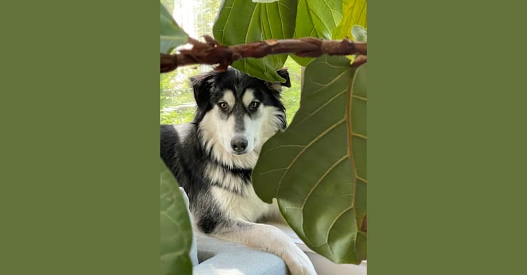 Juneau, a Siberian Husky and German Shepherd Dog mix tested with EmbarkVet.com