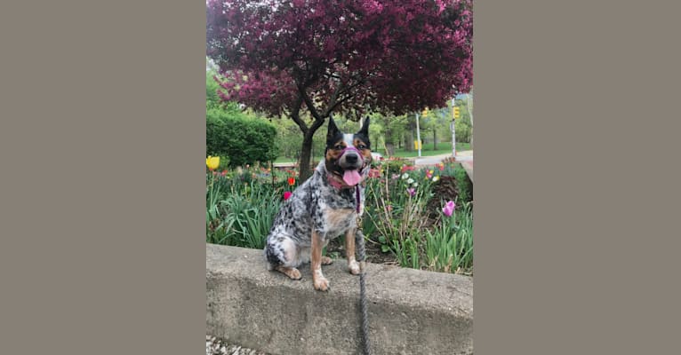 Photo of April, an Australian Cattle Dog, Border Collie, and Pembroke Welsh Corgi mix in Pittsburgh, Pennsylvania, USA