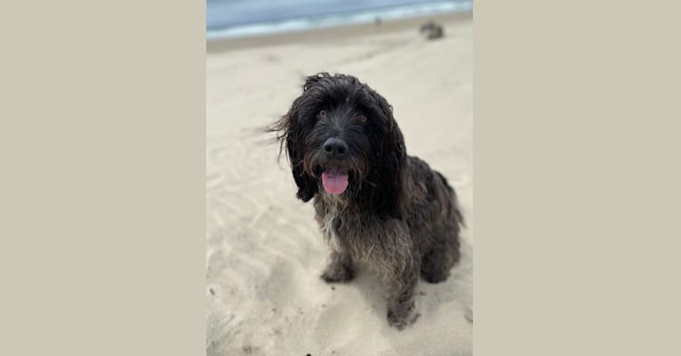 Photo of Radar, a Cocker Spaniel, American English Coonhound, and Poodle (Small) mix in California, USA