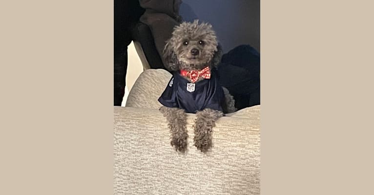 Poncho, a Poodle (Small) tested with EmbarkVet.com