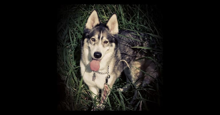 Photo of Mazzy, a Siberian Husky and Alaskan Malamute mix in Hope Animal Shelter, Easy Street, Ironwood, MI, USA