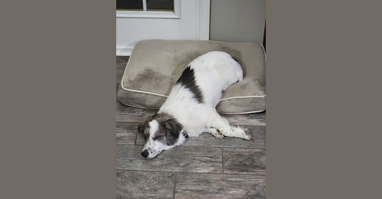 Photo of Pixel, a Great Pyrenees, Beagle, Miniature/MAS-type Australian Shepherd, and Border Collie mix in Jasper, Tennessee, USA