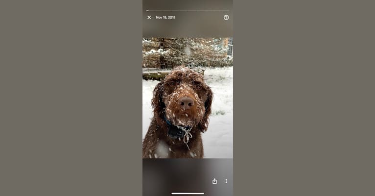 Photo of Charlie, a Labradoodle  in Lancaster, PA, USA