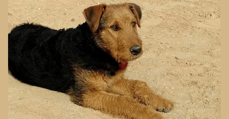 Kratos, an Airedale Terrier tested with EmbarkVet.com