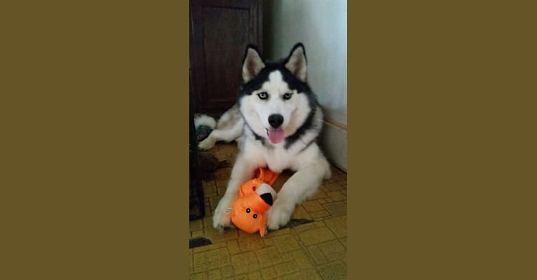 Michealangelo, a Siberian Husky tested with EmbarkVet.com