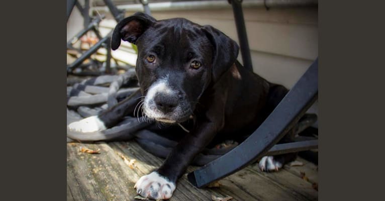 Luna, an American Pit Bull Terrier tested with EmbarkVet.com