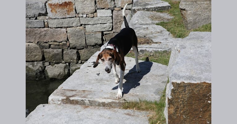 Henry, a Treeing Walker Coonhound tested with EmbarkVet.com