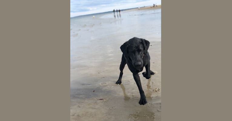 Rebel, a Labrador Retriever tested with EmbarkVet.com