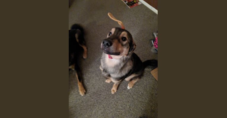 Photo of Atlas, a Norwegian Elkhound, Australian Shepherd, and Border Collie mix in Rochester, NY, USA