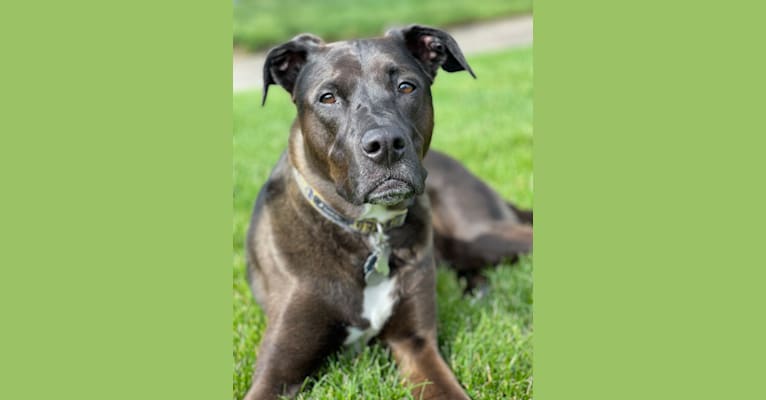 Axel, a Staffordshire Terrier and Rottweiler mix tested with EmbarkVet.com