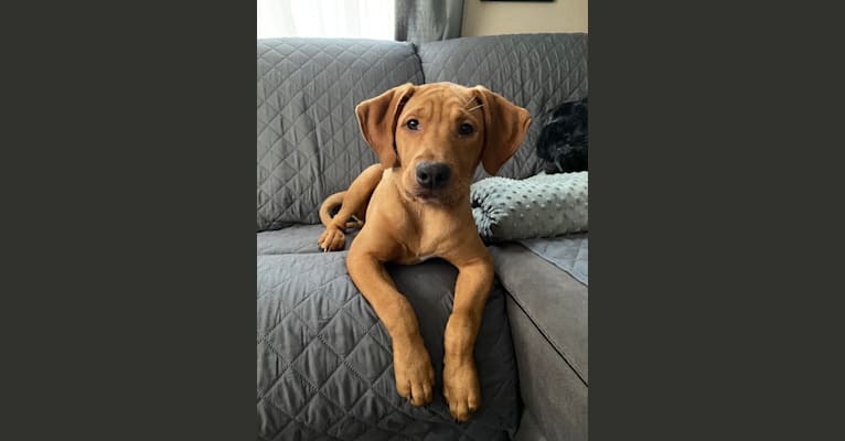 Murphy, a Pointer and Labrador Retriever mix tested with EmbarkVet.com