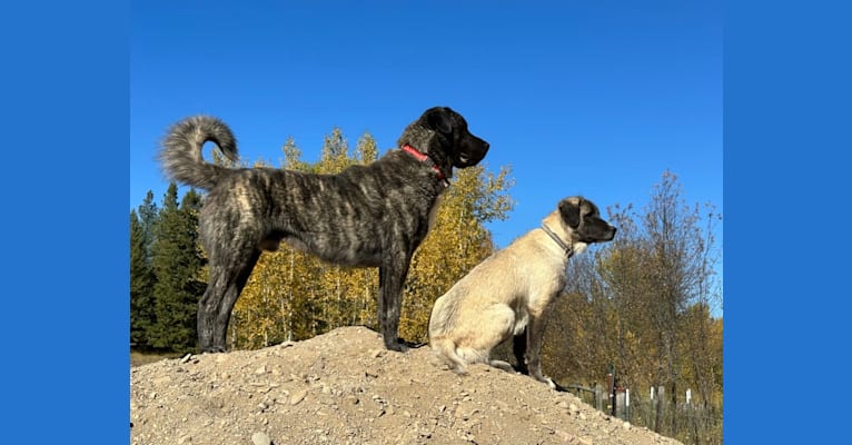 Ares, an Anatolian Shepherd Dog tested with EmbarkVet.com