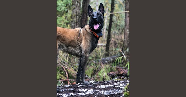 Rook, a Belgian Shepherd tested with EmbarkVet.com