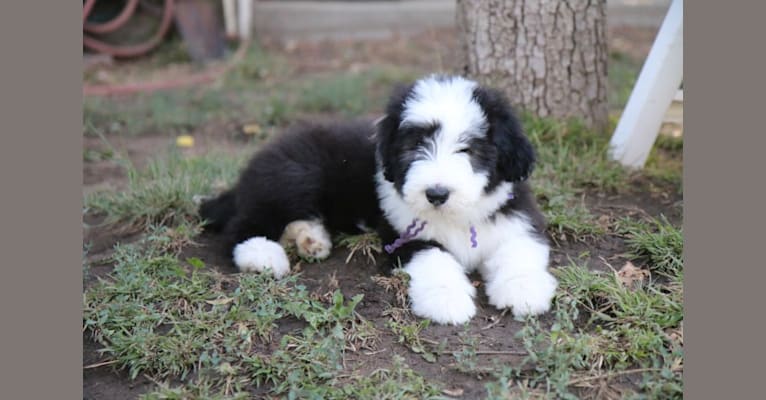 Toots - Toot-sie!, a Bearded Collie tested with EmbarkVet.com
