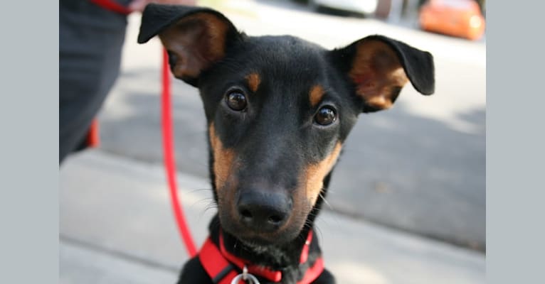 Luna, a Doberman Pinscher and American Pit Bull Terrier mix tested with EmbarkVet.com