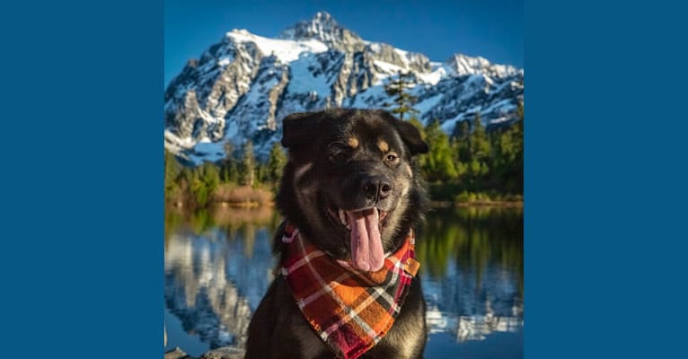 Kaiju Bear, an Akita and Alaskan Malamute mix tested with EmbarkVet.com
