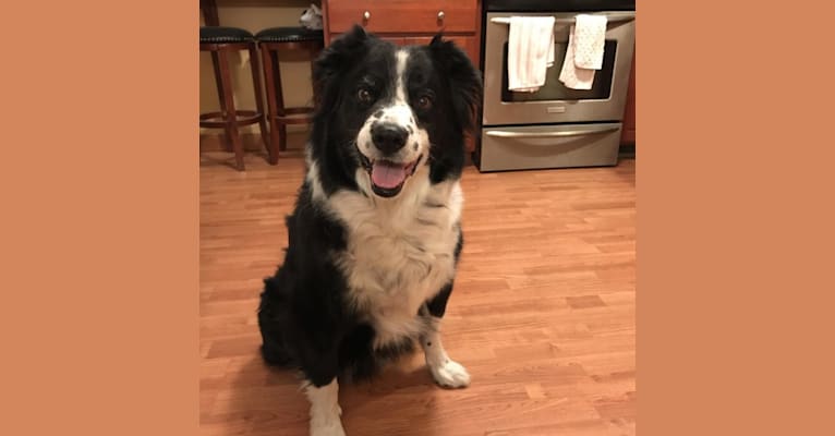 Apollo, a Border Collie and Australian Shepherd mix tested with EmbarkVet.com