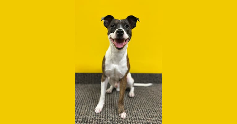 Photo of Pan, a Russell-type Terrier, Border Collie, and Staffordshire Bull Terrier mix in Ransomville, NY, USA