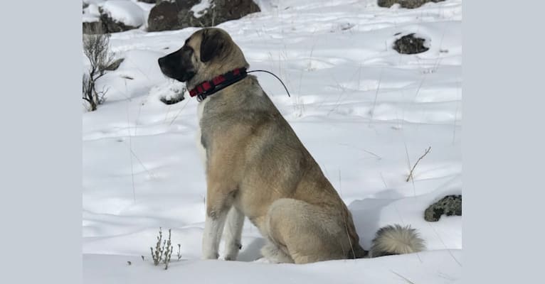 Argos, an Anatolian Shepherd Dog tested with EmbarkVet.com