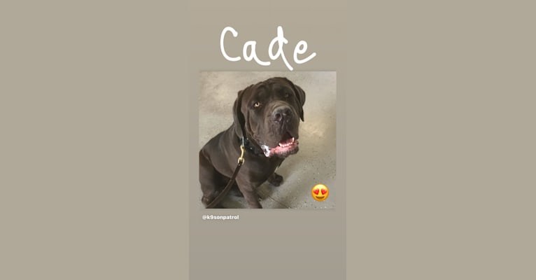 Cade, a Cane Corso tested with EmbarkVet.com
