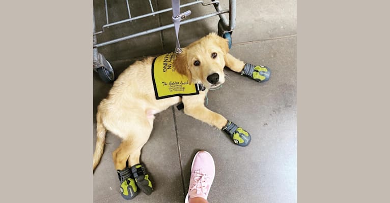 Echo, a Golden Retriever and Labrador Retriever mix tested with EmbarkVet.com