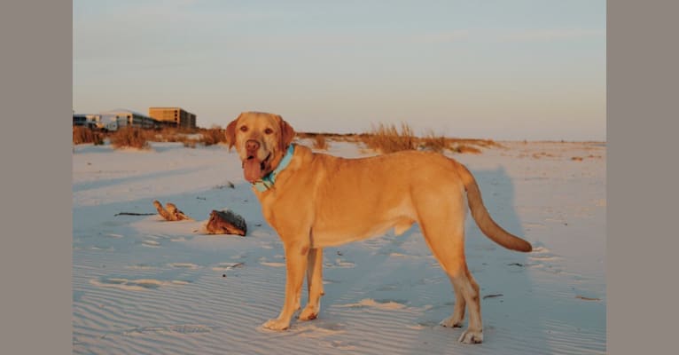 Colonel Mustard, a Labrador Retriever tested with EmbarkVet.com