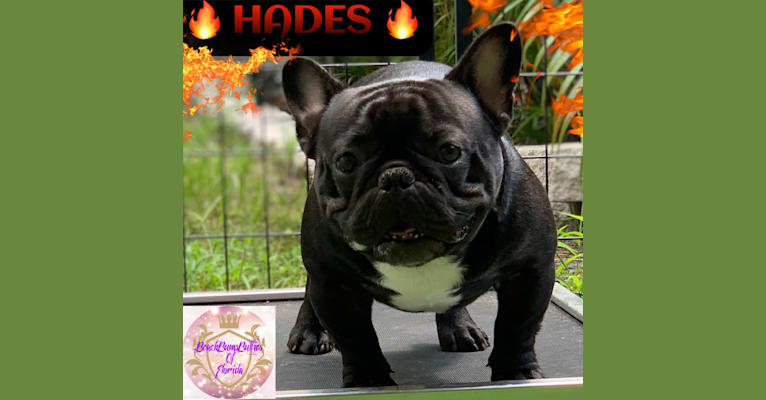 Photo of Hades, a French Bulldog  in California, USA