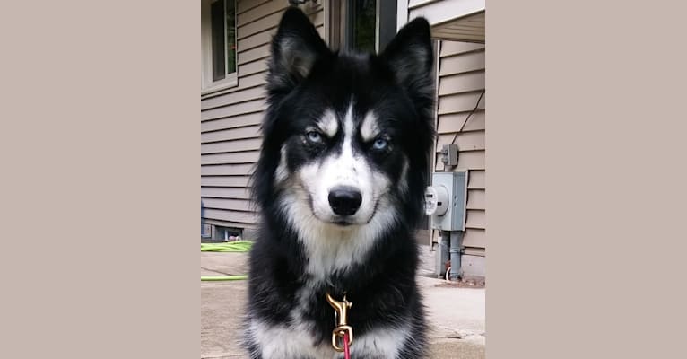 Aurora, a Siberian Husky tested with EmbarkVet.com