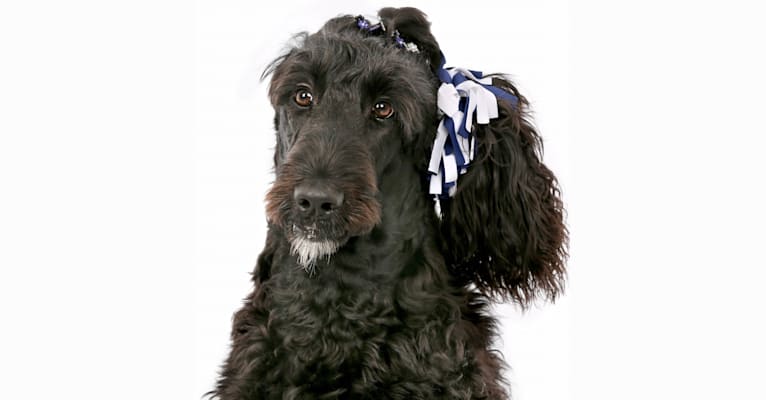 Photo of Juno, a Poodle (Standard), English Cocker Spaniel, and Poodle (Small) mix in Carlisle, PA, USA