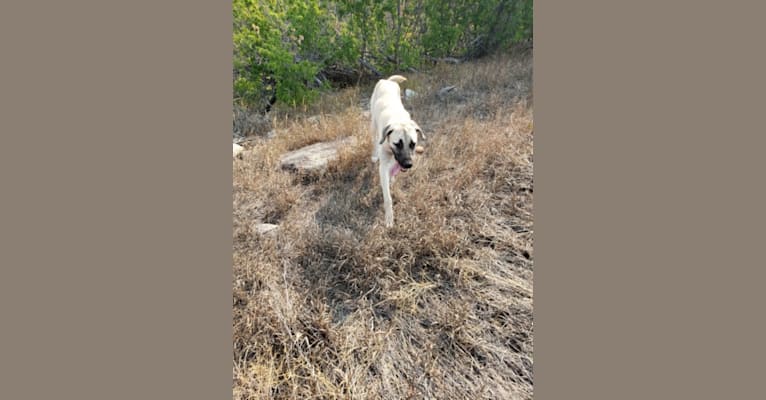 Bobbie, an Anatolian Shepherd Dog tested with EmbarkVet.com